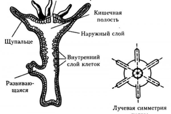 Новый адрес кракен